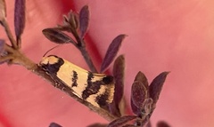Olbonoma triptycha