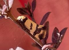 Olbonoma triptycha