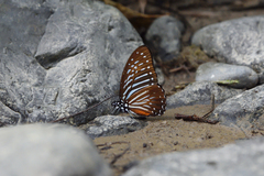 Graphium macareus