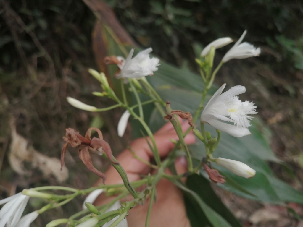 Sobralia sobralioides