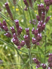 Verbena incompta