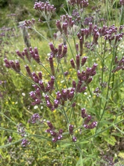 Verbena incompta