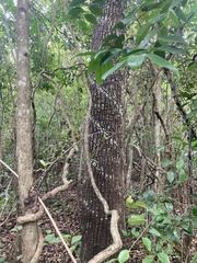 Casimiroa
