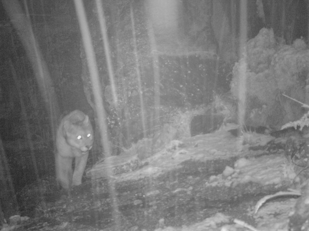 south-american-mountain-lion-in-december-2022-by-cuyobirding-inaturalist