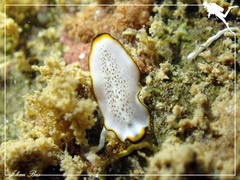 Pseudoceros heronensis