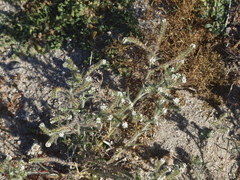 Johnstonella angustifolia