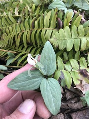 Trillium nivale