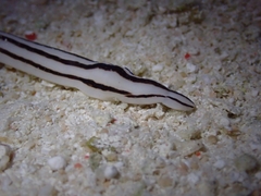 Baseodiscus quinquelineatus