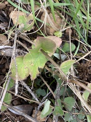Lonicera hispidula