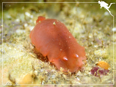 Dendrodoris fumata