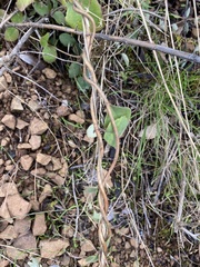 Lonicera hispidula