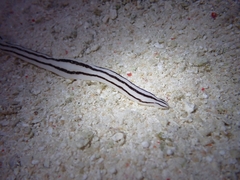Baseodiscus quinquelineatus
