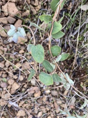 Lonicera hispidula