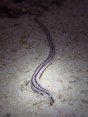 Baseodiscus quinquelineatus