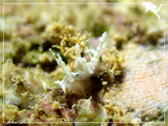Eubranchus