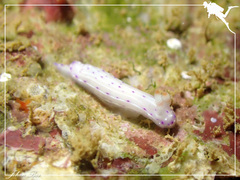 Hypselodoris maculosa