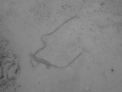 Baseodiscus quinquelineatus