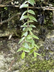 Metrosideros colensoi