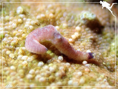 Phyllodocidae