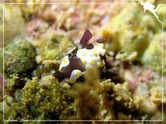 Colpodaspis thompsoni