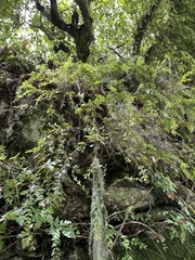 Metrosideros colensoi