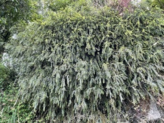 Metrosideros colensoi