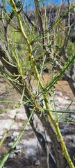 Parkinsonia aculeata