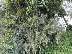 Metrosideros colensoi