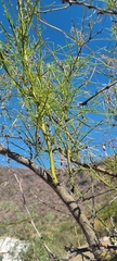 Parkinsonia aculeata