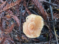 Lactarius xanthogalactus