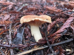 Lactarius xanthogalactus