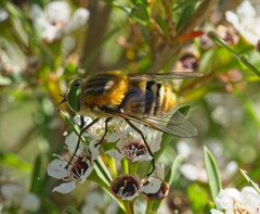 Scaptia patula