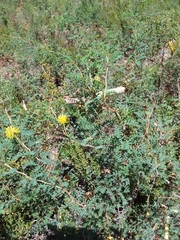 Prosopis strombulifera