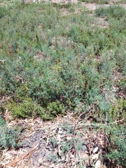 Prosopis strombulifera