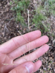 Festuca californica