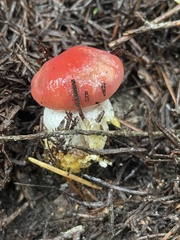 Gomphidius subroseus