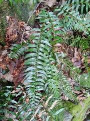 Polystichum formosanum