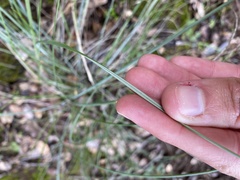 Festuca californica