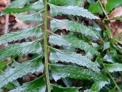 Polystichum formosanum