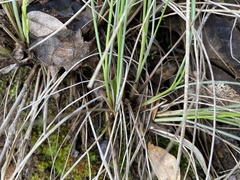 Festuca californica