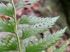 Polystichum formosanum