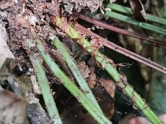 Polystichum formosanum