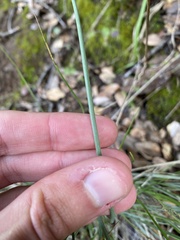 Festuca californica