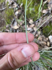 Festuca californica