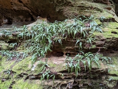 Asplenium pinnatifidum