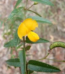 Podolobium aciculiferum