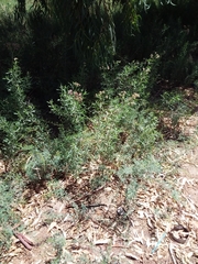 Tessaria absinthioides