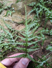 Asplenium pinnatifidum