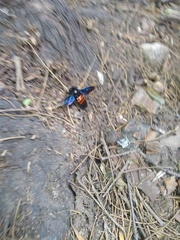 Xylocopa frontalis