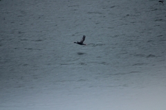 Poikilocarbo gaimardi